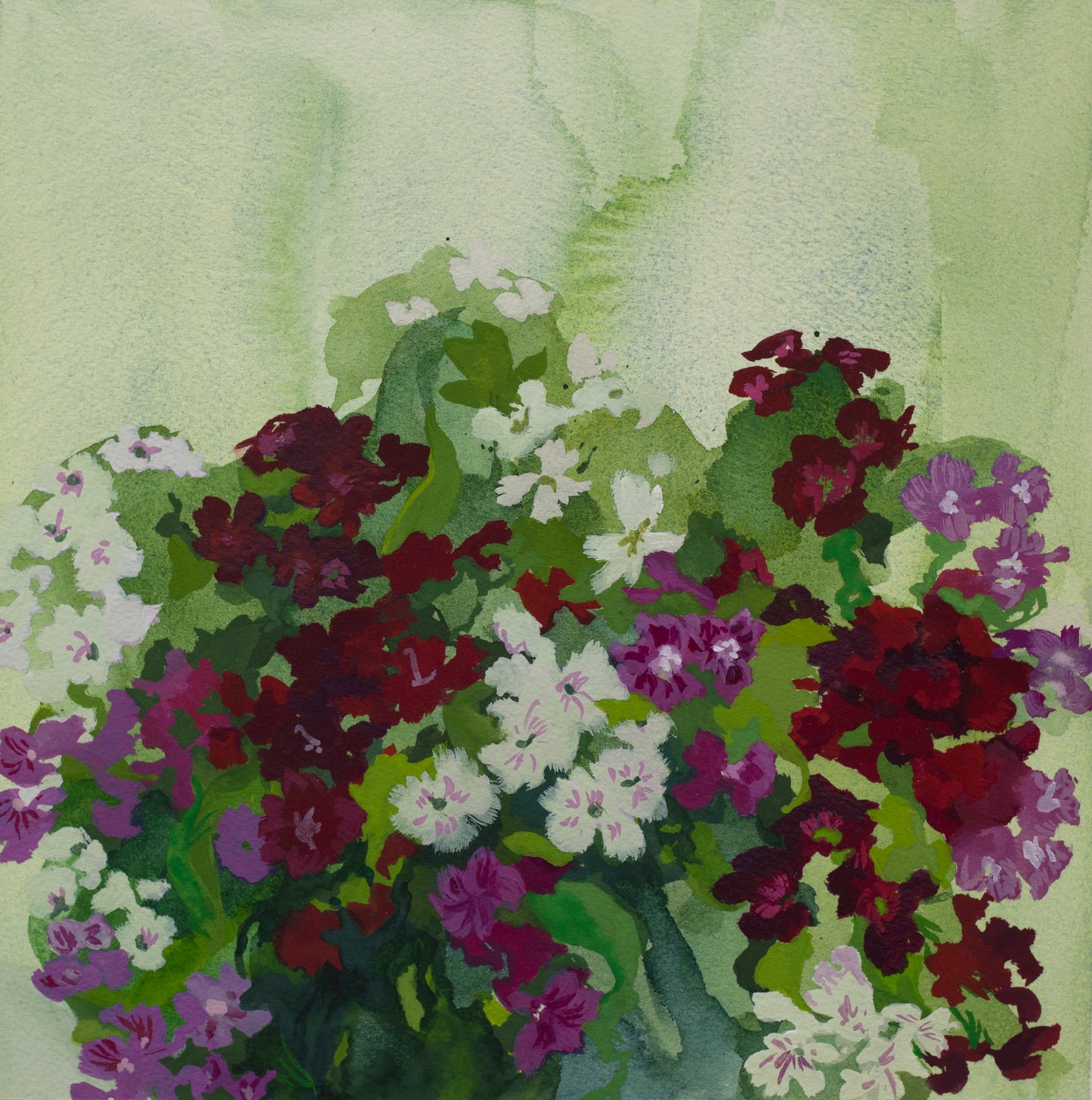 English Sweet William